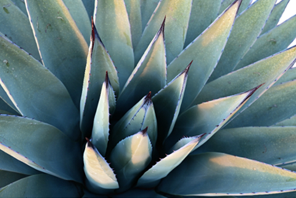 Agave Fragrance Oil, 1 oz