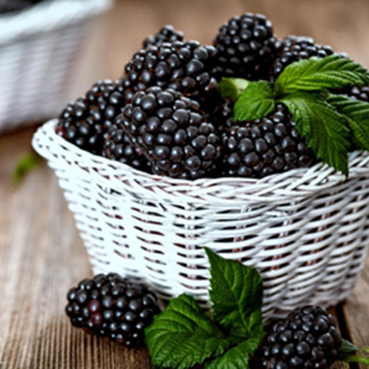 Blackberry Lip Balm Flavor, 0.5 oz